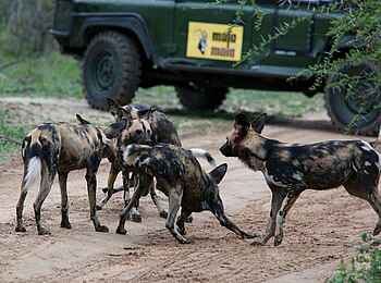 MalaMala Sable Camp: Wildhunde