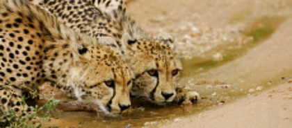 Thornybush Game Reserve