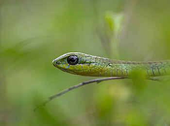 Sabi Sabi Selati Camp: Natal Green Snake Sabi Sabi Selati Camp: Natal Green Snake