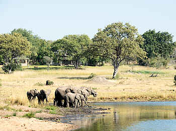 Singita Ebony Lodge: Elephanten vor der Lodge Singita Ebony Lodge: Elephanten vor der Lodge