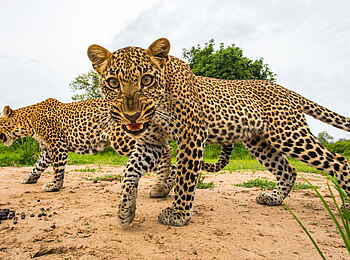 Time + Tide Kakuli: Zwei Leoparden Time + Tide Kakuli: Zwei Leoparden
