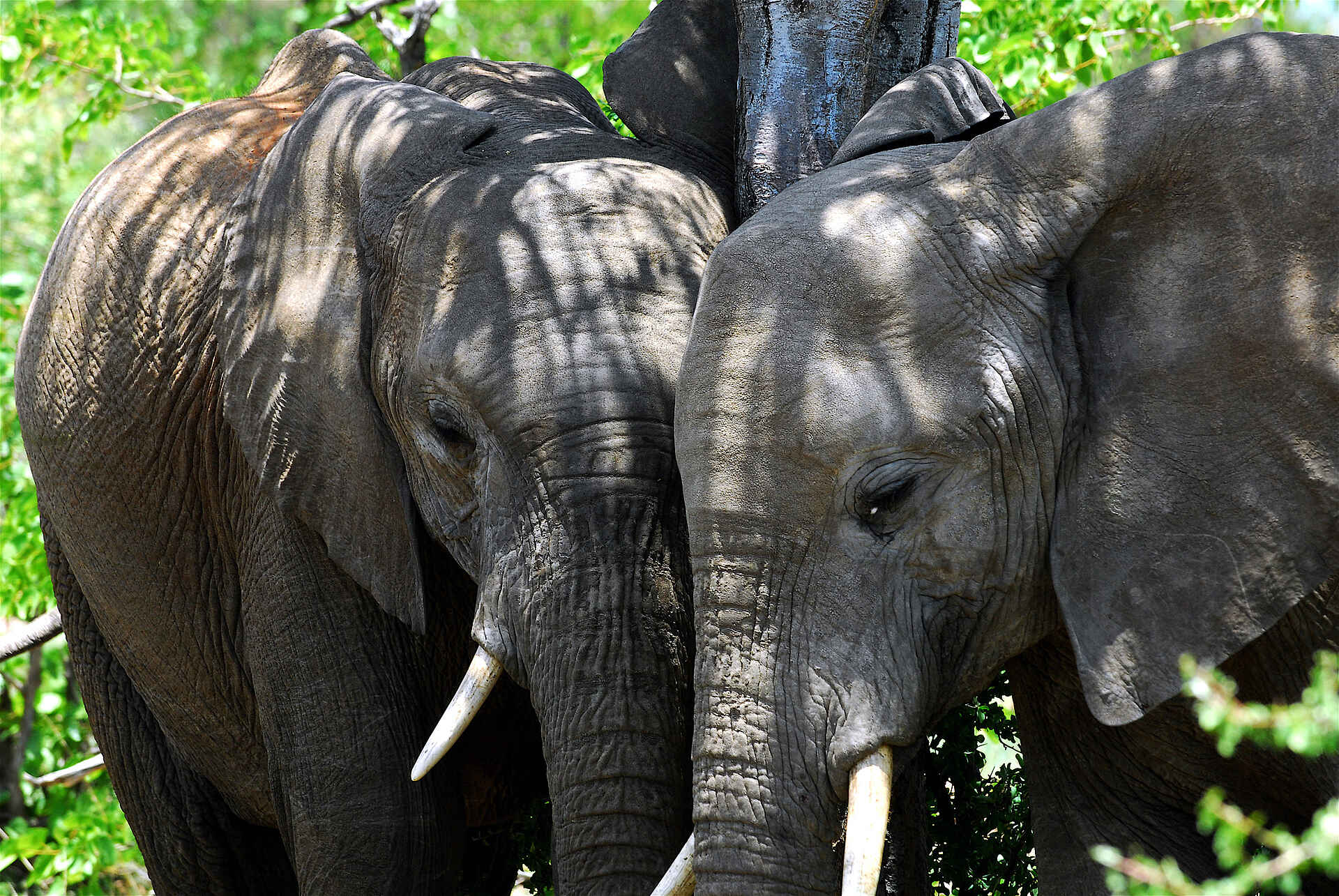 Tuli Safari Lodge Mashatu: Elefantenfreundschaft