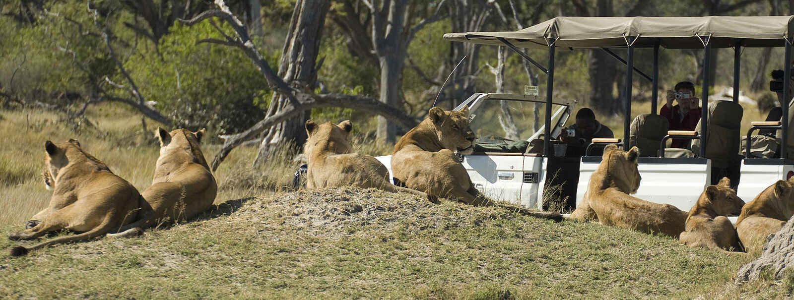 Camp Moremi: Löwen auf verlassenem Termitenhügel Camp Moremi: Löwen auf verlassenem Termitenhügel