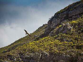 De Hoop Collection Lodge: Geier De Hoop Collection Lodge: Geier