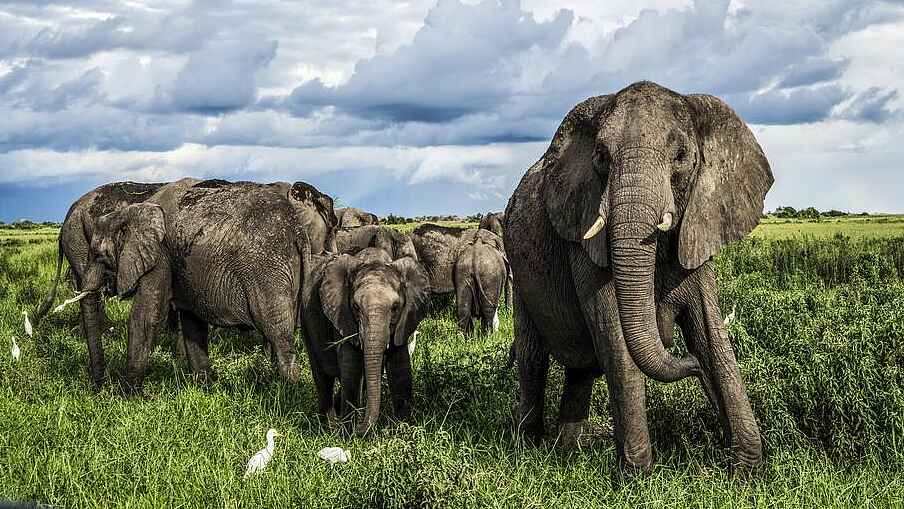 Duba Plains Suite: Elefanten