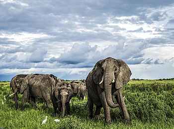 Duba Plains Suite: Elefanten