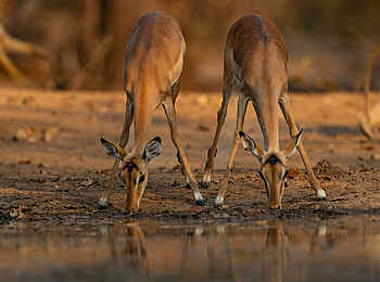 Kulandila Camp: Trinkende Impala Kulandila Camp: Trinkende Impala