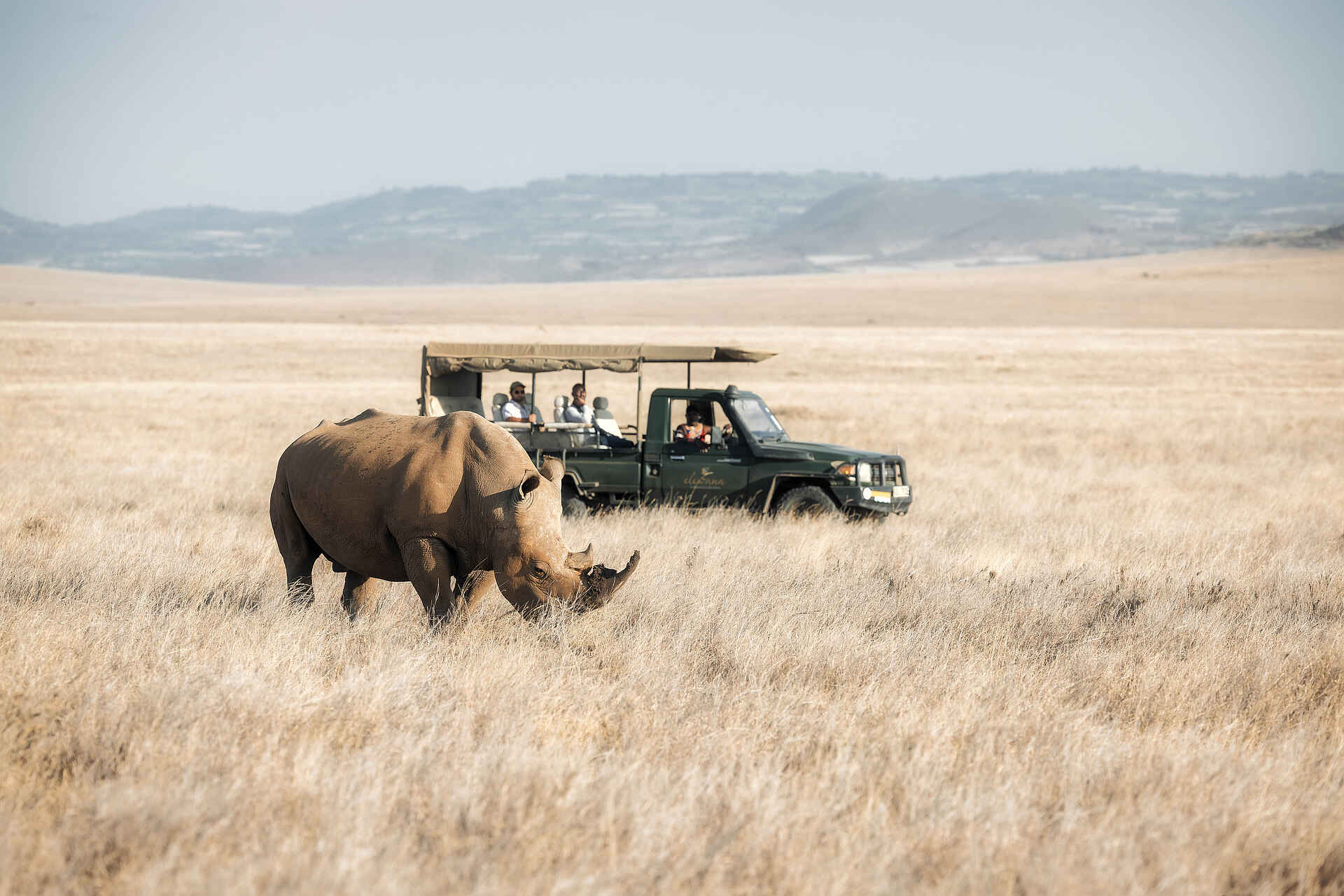 Lewa Safari Camp: Pirschfahrt mit Breitmaulnashorn Lewa Safari Camp: Pirschfahrt mit Breitmaulnashorn