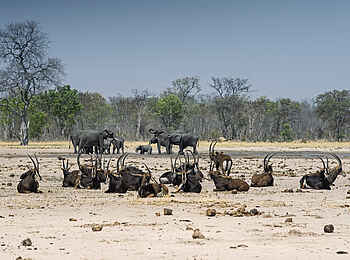 Linkwasha Camp: Antilopen und Elefanten