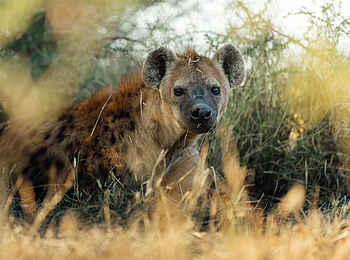 Little Mombo Camp: Hyäne