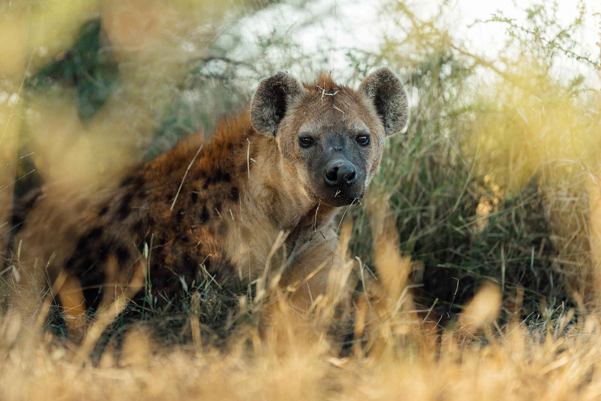 Little Mombo Camp: Hyäne Little Mombo Camp: Hyäne