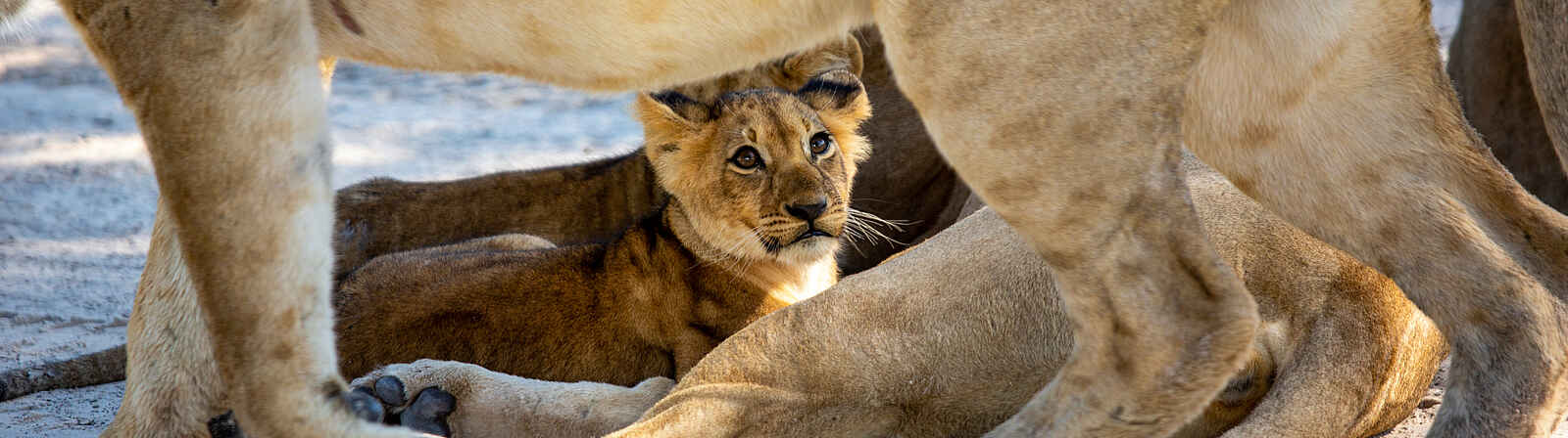 Little Sable Camp: Löwen Little Sable Camp: Löwen