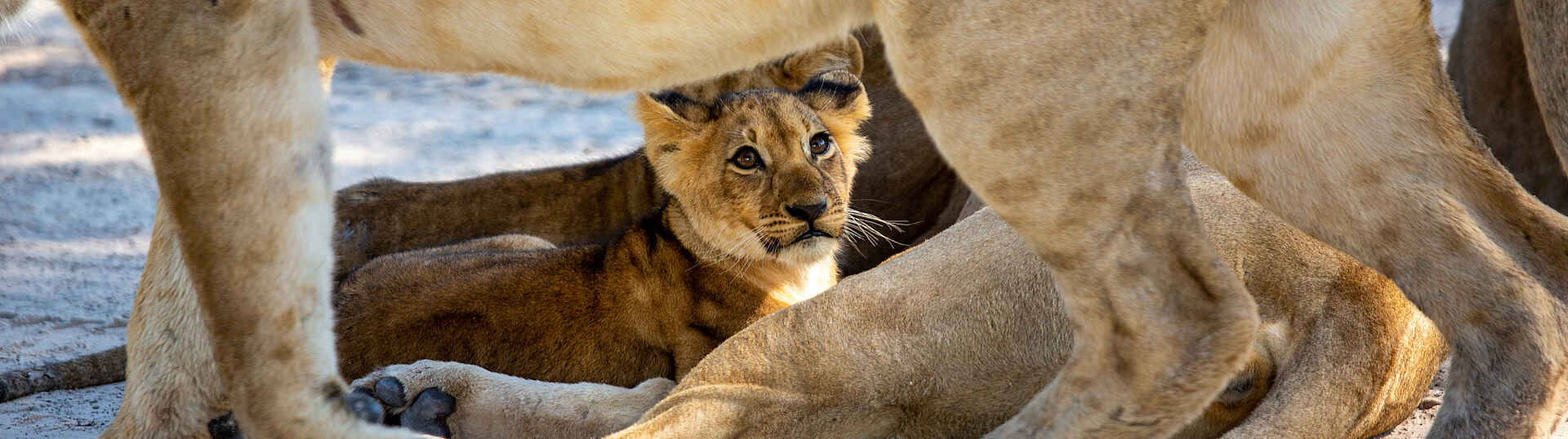 Little Sable Camp: Löwen Löwen im Okavangodelta