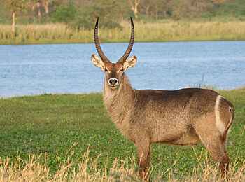 Miyala Camp: Antilope am Wasser Miyala Camp: Antilope am Wasser