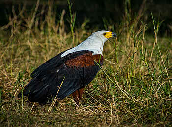 Mopriri Camp: Schreiseeadler im Gras Mopriri Camp: Schreiseeadler im Gras