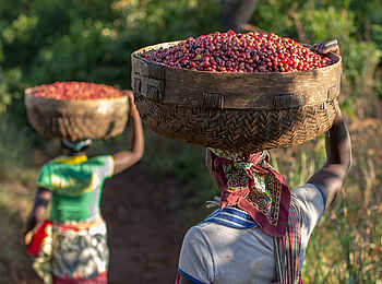Mt Gorongosa Community Camp: Besuch einer Kaffeeplantage Mt Gorongosa Community Camp: Besuch einer Kaffeeplantage