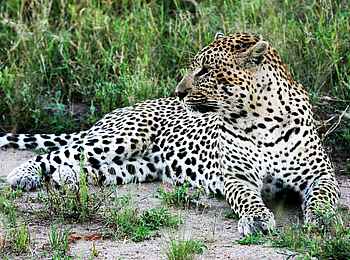 Muchenje Safari Lodge: Leopard