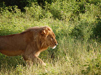 Muchenje Safari Lodge: Männlicher Löwe