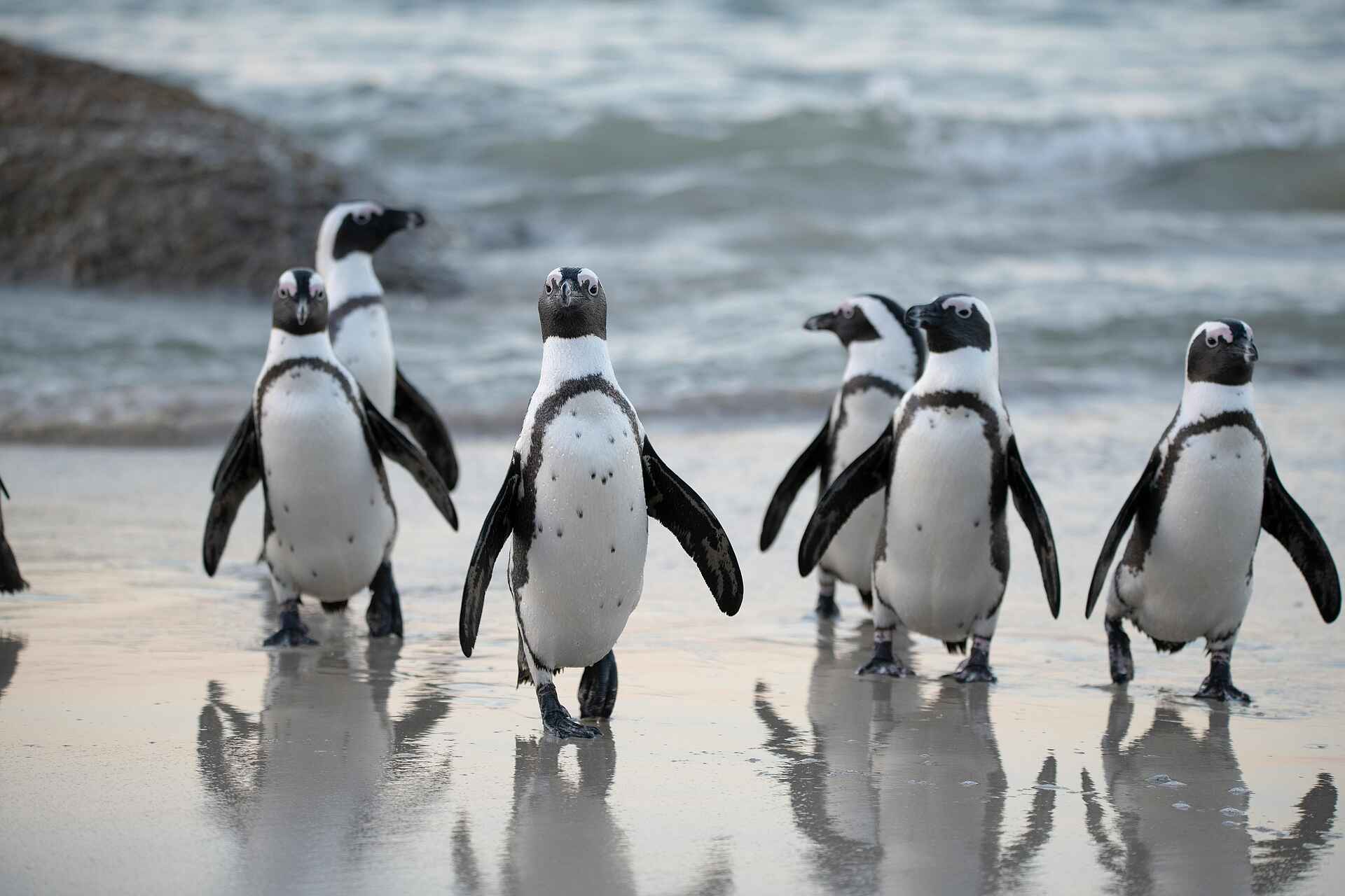 POD Camps Bay Boutique Hotel: Brillenpinguine POD Camps Bay Boutique Hotel: Brillenpinguine