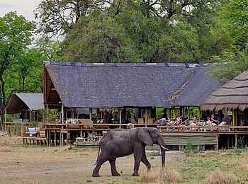 Sable Alley Camp: Elefant vor dem Camp Sable Alley Camp: Elefant vor dem Camp