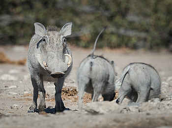 Safari House: Warzenschweine Safari House: Warzenschweine