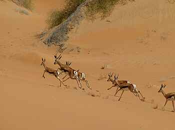 Serra Cafema: Springböcke