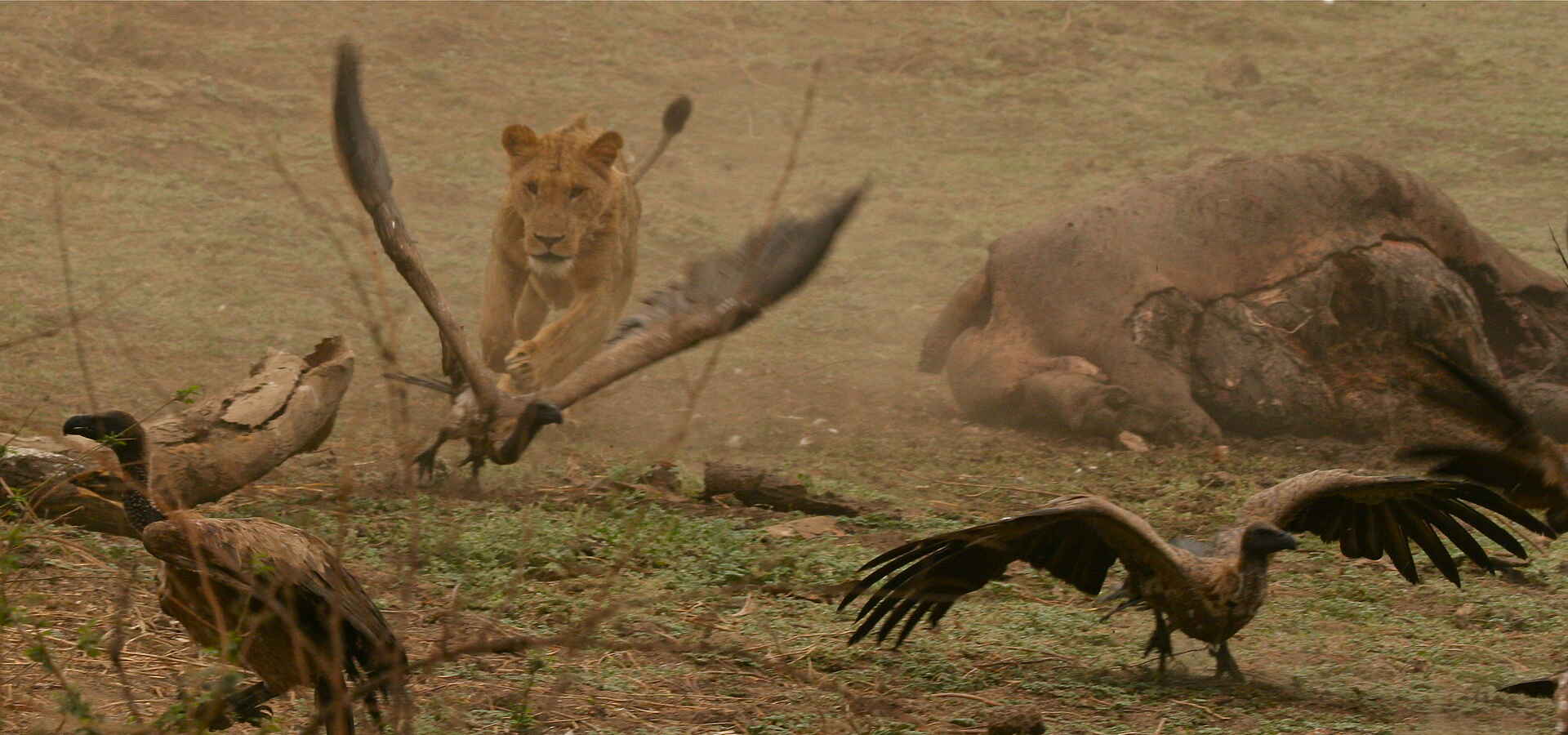 Bushlife Safaris, Chitake Springs, Chitake Tented Camp, Mana Pools National Park, Game Drive, Geier, Löwen, Panthera Leo, Tierbeobachtung, Walking Safari, Afrikarma, Afrikarma Safaris, Afrikarma Safaris. Wildnis. Hautnah., Afrikarma.de