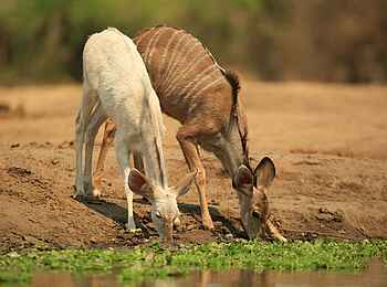 Kavinga Safari Camp: Albinistisches Kudu Kavinga Safari Camp: Albinistisches Kudu