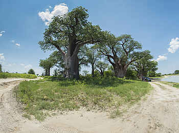 Leopard Plains: Baines Baobab Leopard Plains: Baines Baobab