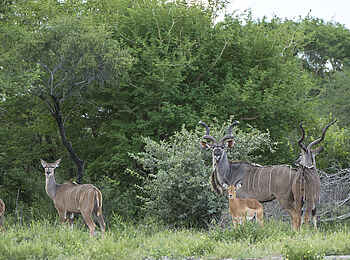 Leopard Plains: Kleine Kuduherde Leopard Plains: Kleine Kuduherde