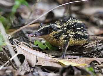 Masoala Forest Lodge: Tenrec Masoala Forest Lodge: Tenrec