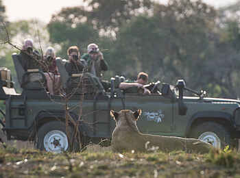 Ntemwa Busanga Bushcamp: Game Drive Geländefahrzeug hinter einem ruhenden Löwen