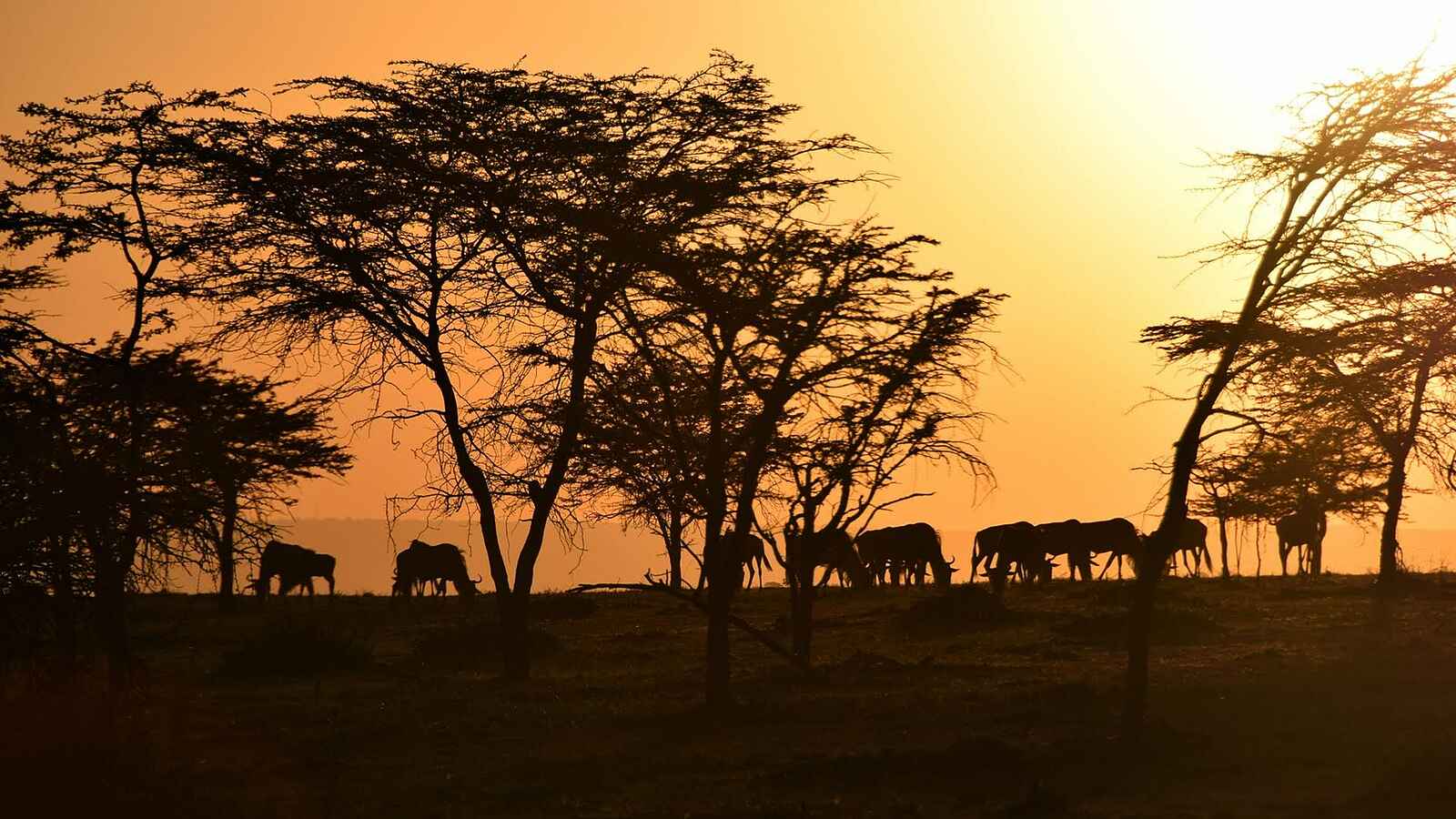 Olare Mara Kempinski: Gnusilhouetten Olare Mara Kempinski: Gnusilhouetten