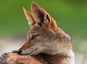 Selinda Camp: Schakal