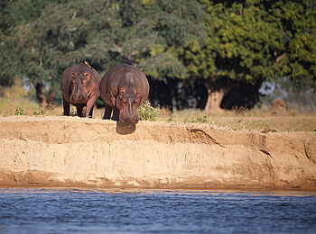 Time + Tide Chongwe: Nilpferde vorm Wassergang