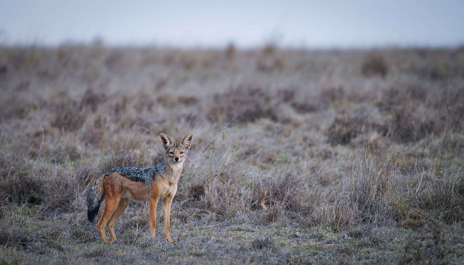 andBeyond Suyian Lodge: Schabrackenschakal