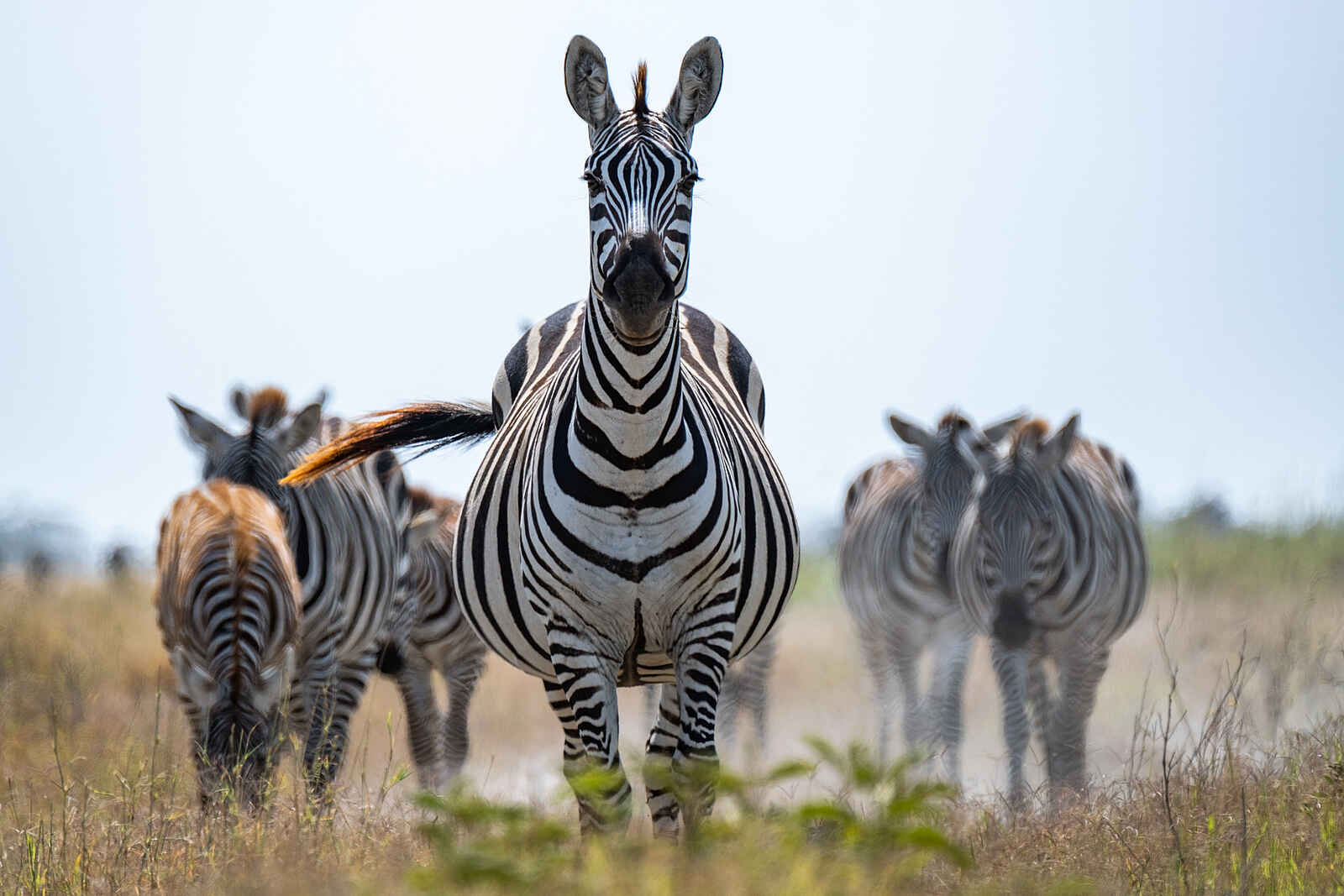 Angama Amboseli: Zebras Angama Amboseli: Zebras