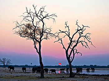 Camelthorn Lodge: Elefanten bei Sonnenuntergang Camelthorn Lodge: Elefanten bei Sonnenuntergang