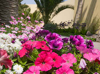 Cornerstone Guesthouse: Blumen