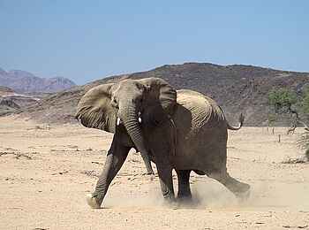 Damaraland Camp: Wütender Wüstenelefant