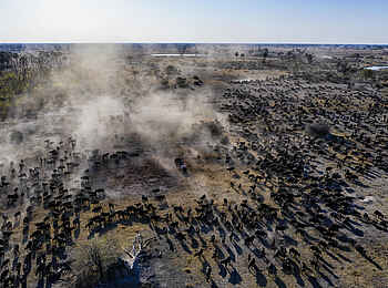 Gomoti Plains Camp: Büffelherde
