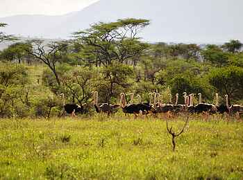 Kidepo National Park: Straußenherde