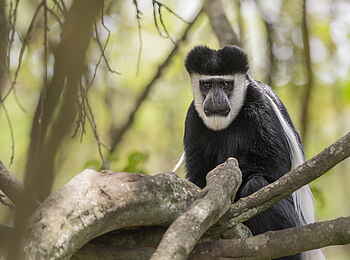 Loldia House: Affe