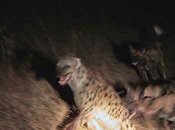 Mukambi Fig Tree Bush Camp: Ein Rudel Hyänen bei Nacht