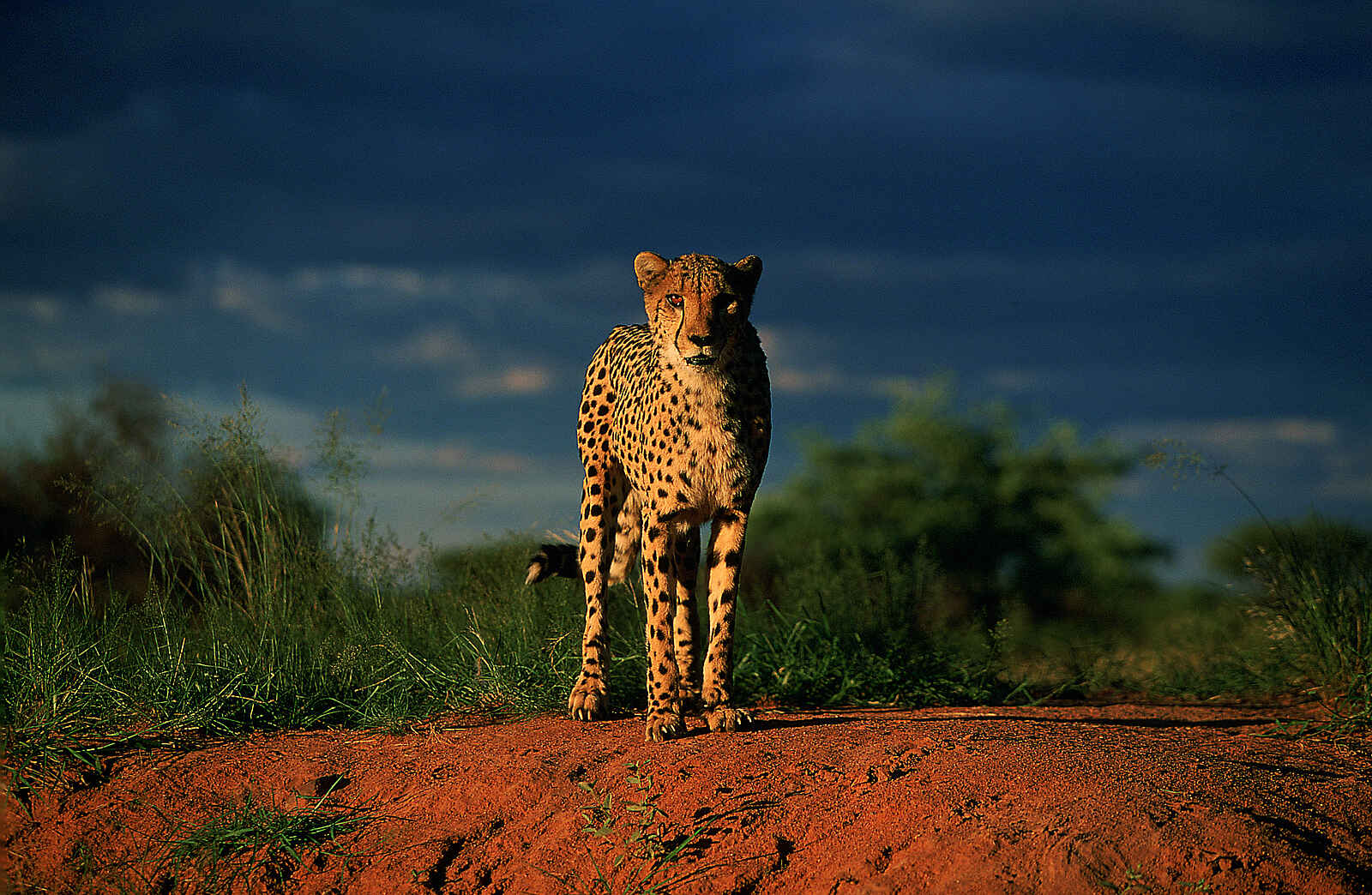 Okonjima Plains Camp: Abendstimmung mit Gepard Okonjima Plains Camp: Abendstimmung mit Gepard