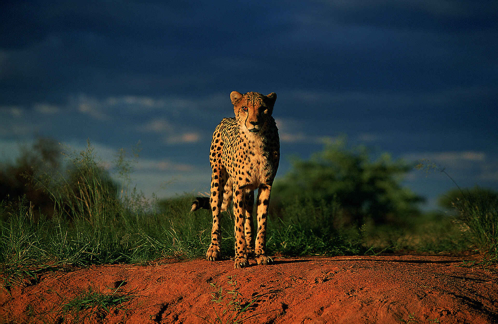 AfriCat, AfriCat Foundation, Afrikarma, Buchen, Funktracking, Gepard, Hanssen, Hanssen Family, Information, Leopard, Namibia, Okonjima, Okonjima Lodge, Okonjima Main Camp, Okonjima Nature Reserve, Okonjima Naturreservat, Okonjima Reservat, Omboroko Mountains, Omboroko-Gebirge, Otjiwarongo, Peilsender, Radio-Tracking, Raubkatzen, Raubtiere, Safari, Safari-Urlaub, Tierschutz, Urlaub, Waterberg Plateau, www.afrikarma.de, Aussicht, Carnivoren, Fauna, Fotografie, Tiere, Savanne, Veranda, Abend, Gäste, Gästegebäude, Sonnenuntergang, Afrikarma Safaris, Afrikarma Safaris - Wildnis. Hautnah., Afrikarma.de