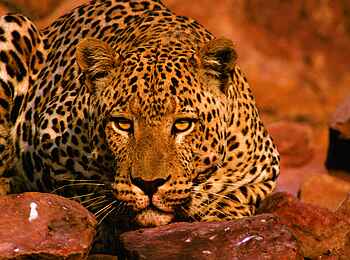 Okonjima Plains Camp: Auge in Auge Okonjima Plains Camp: Auge in Auge