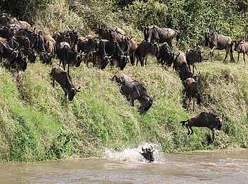 Ole Serai Luxury Camp - Kogatende: Gnus am Fluss Ole Serai Luxury Camp - Kogatende: Gnus am Fluss