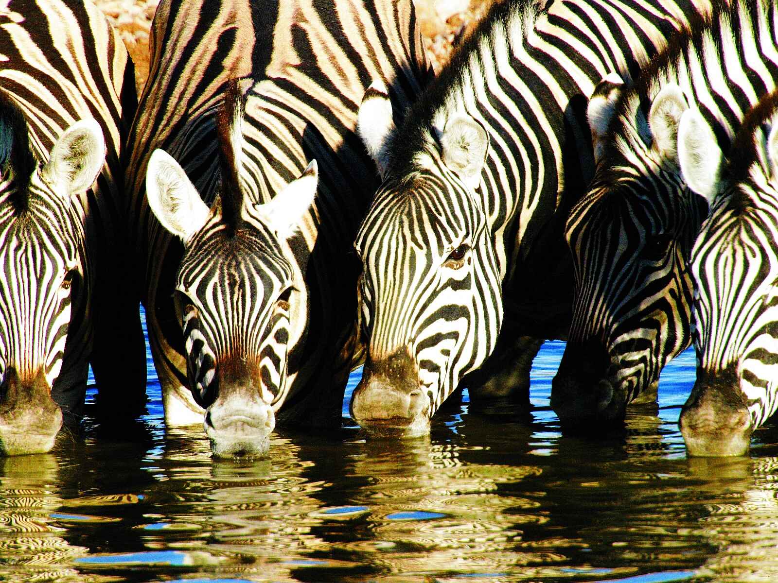 Ongava Lodge: Trinkende Zebras Ongava Lodge: Trinkende Zebras