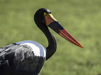 Pelo Camp: Sattelstorch Pelo Camp: Sattelstorch